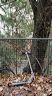 lith_0602